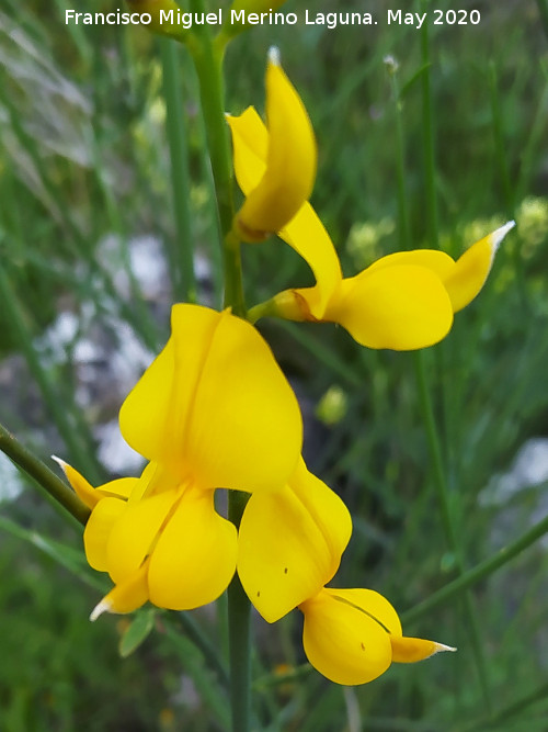 Retama de flor - Retama de flor. La Veleta - Los Villares