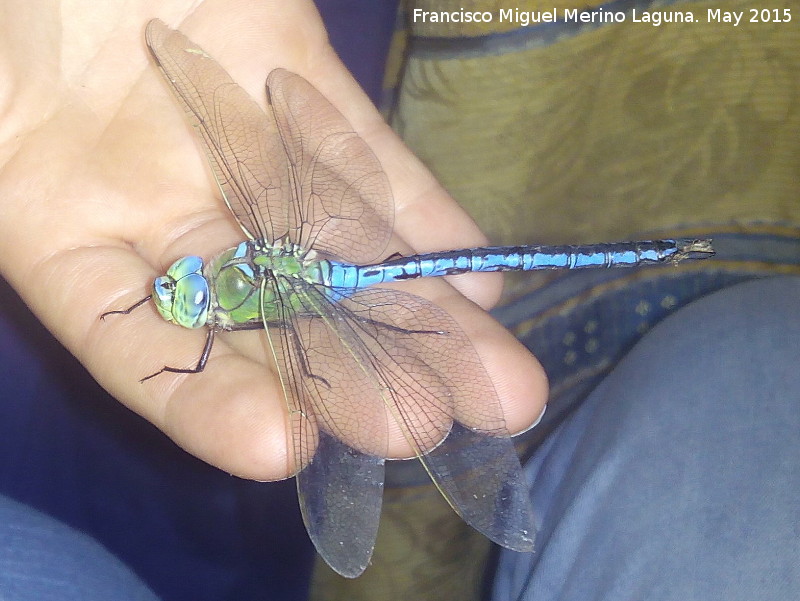 Liblula emperador - Liblula emperador. Navas de San Juan