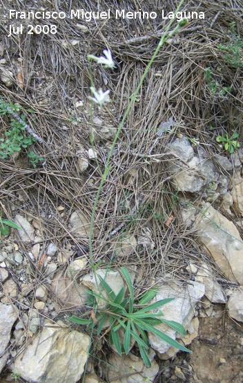 Silene nutans - Silene nutans. Segura