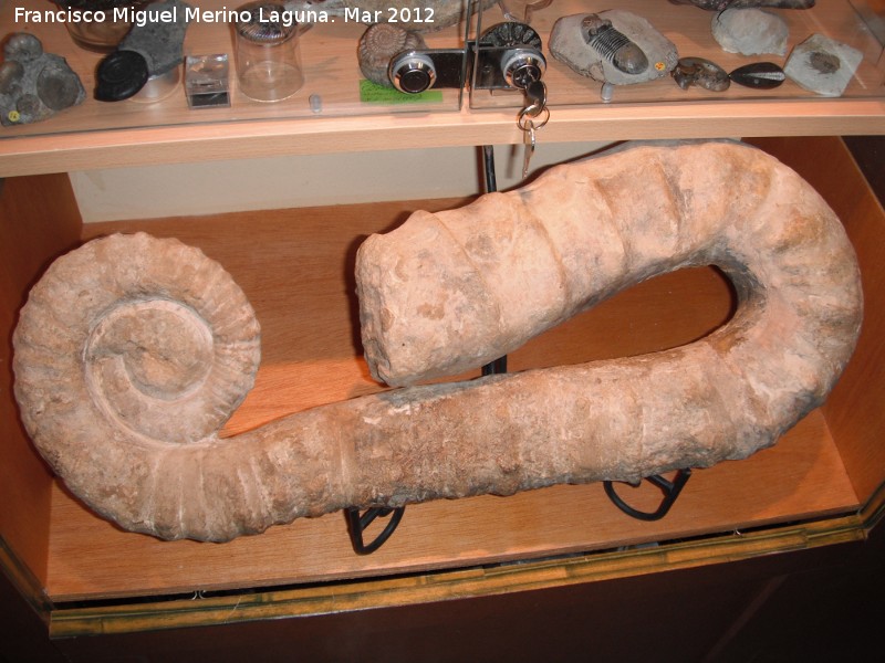 Ammonites Macroscaphites - Ammonites Macroscaphites. Coleccin de Manuel Caada Blasco. Torredonjimeno