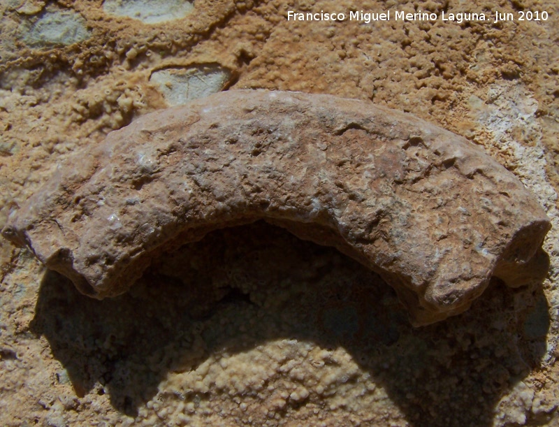 Ammonites Morphoceras - Ammonites Morphoceras. Arroyo Padilla - Jan