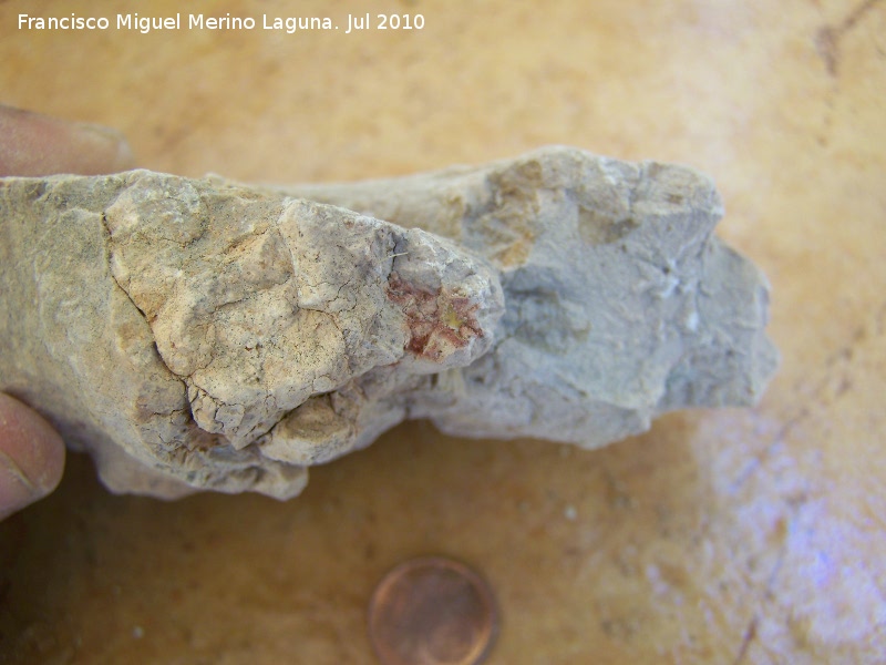 Ammonites Craspedites - Ammonites Craspedites. Arroyo Padilla - Jan