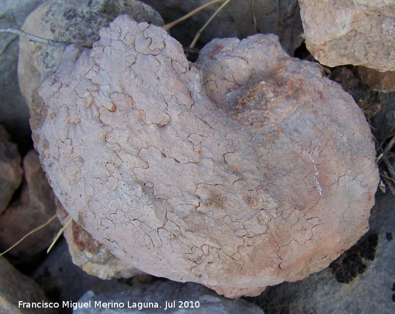 Ammonites Craspedites - Ammonites Craspedites. Arroyo Padilla - Jan