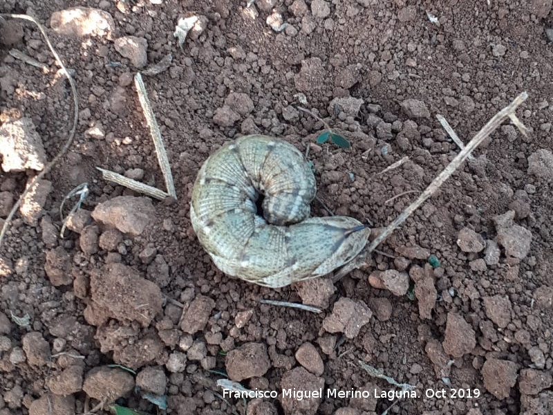 Polilla Esfinge de la Correhuela - Polilla Esfinge de la Correhuela. Navas de San Juan