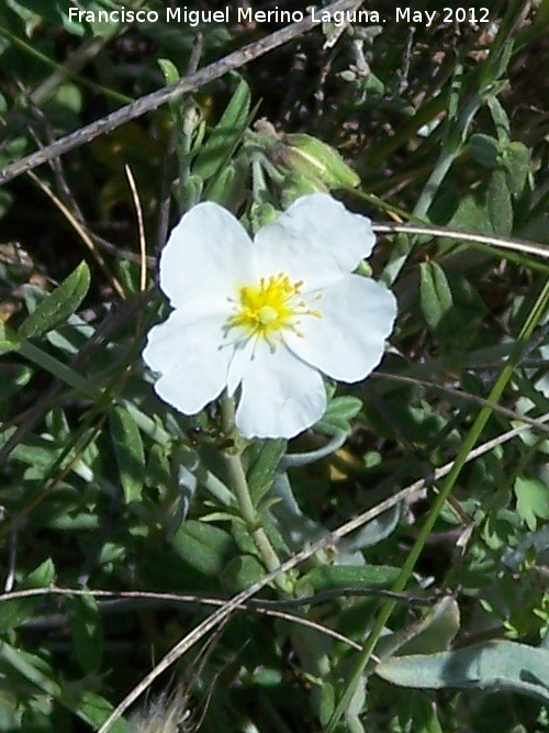 Jarilla - Jarilla. El Hacho - Alcal la Real