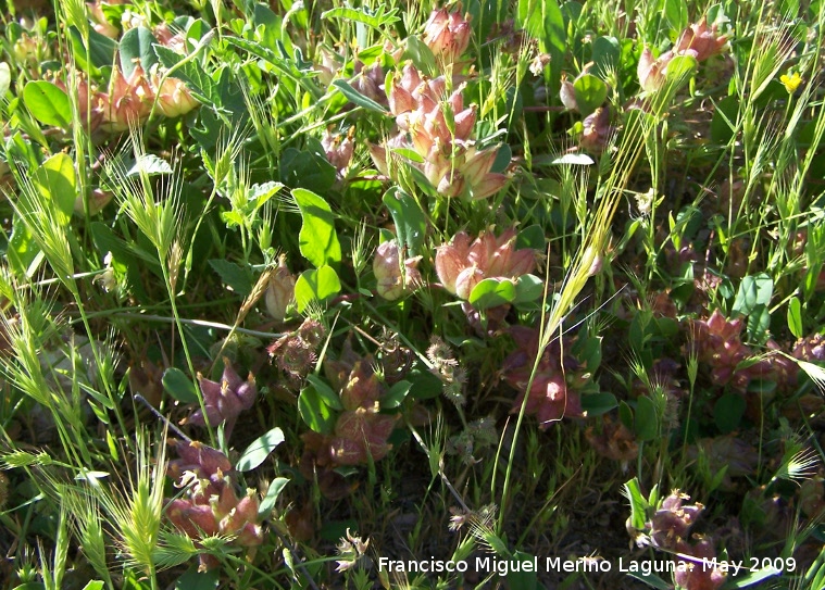 Tr�bol de pez�n de vaca - Tr�bol de pez�n de vaca. Los Ca�ones. Ja�n