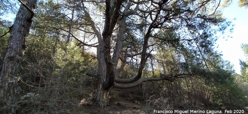 Pino del Pulpo del Poyo de las Palomas - Pino del Pulpo del Poyo de las Palomas. 