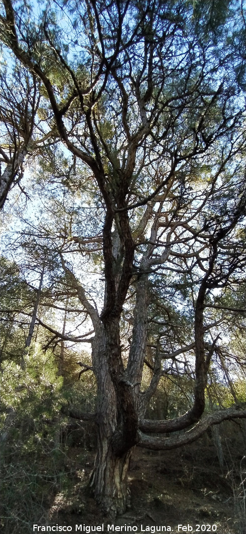 Pino del Pulpo del Poyo de las Palomas - Pino del Pulpo del Poyo de las Palomas. 