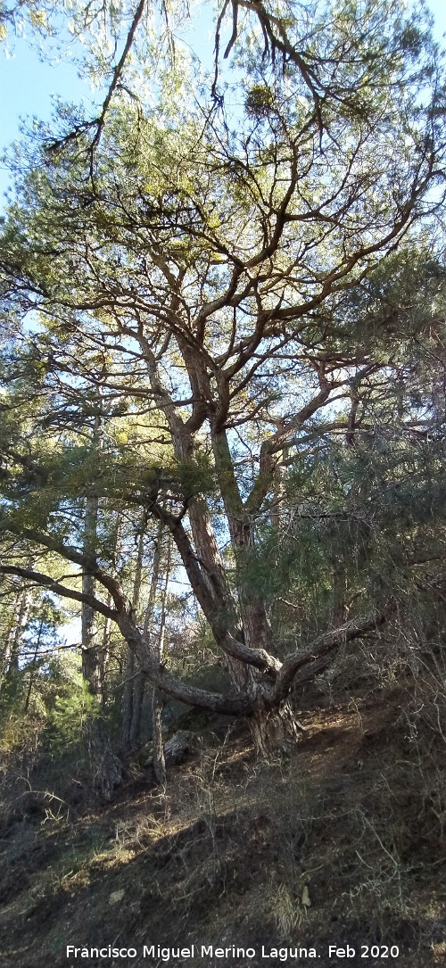 Pino del Pulpo del Poyo de las Palomas - Pino del Pulpo del Poyo de las Palomas. 
