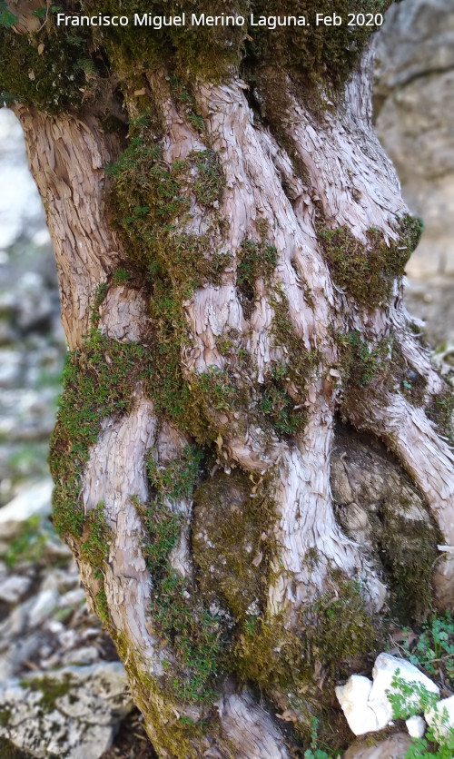 Tejo del Torso de Mujer - Tejo del Torso de Mujer. Tronco con semejanza a un torso de mujer