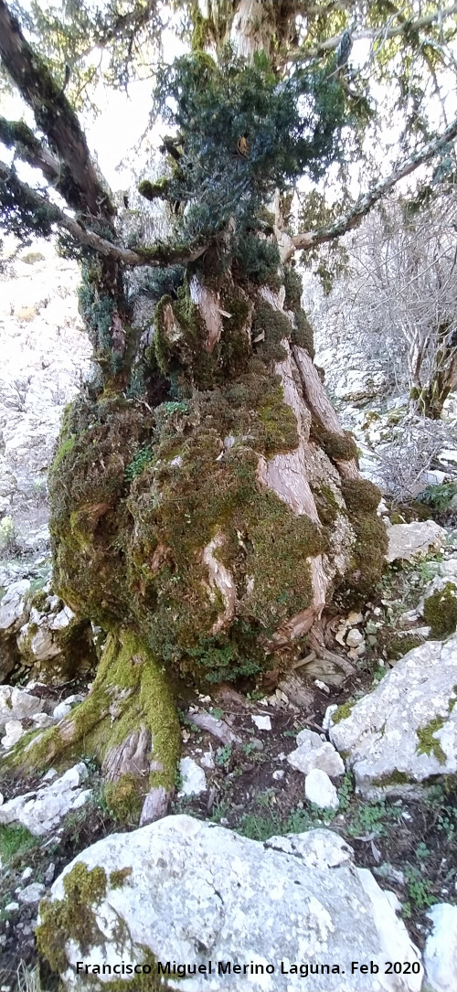 Tejo Botella - Tejo Botella. Tronco
