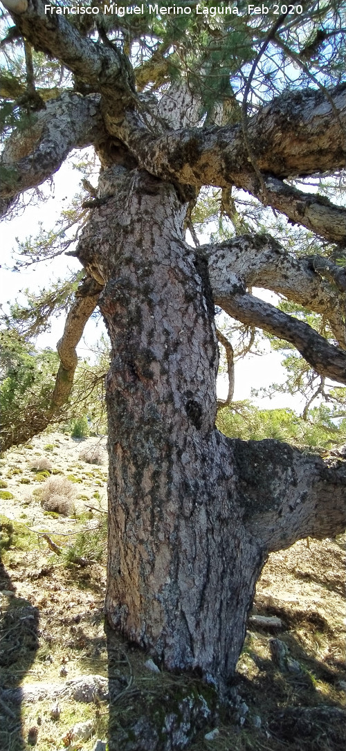 Pino de la Rama - Pino de la Rama. Tronco