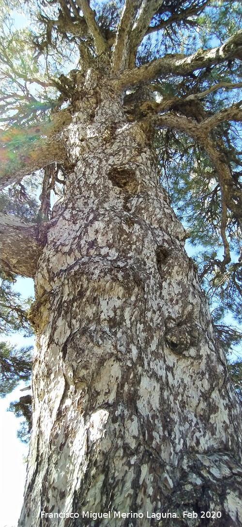 Pino Retorcido - Pino Retorcido. Tronco