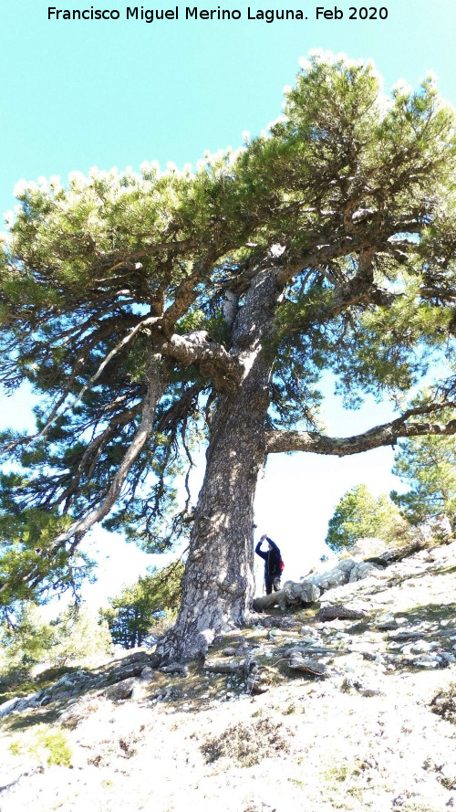 Pino Bandera de la Loma de Cagasebo - Pino Bandera de la Loma de Cagasebo. 