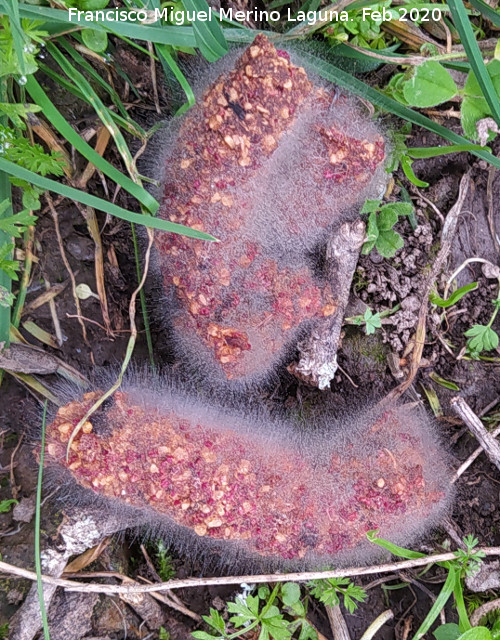 Spinellus fusiger - Spinellus fusiger. Cerro de la Caldera - Santisteban del Puerto
