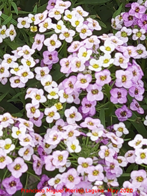 Flor de miel - Flor de miel. Flores. Ja�n