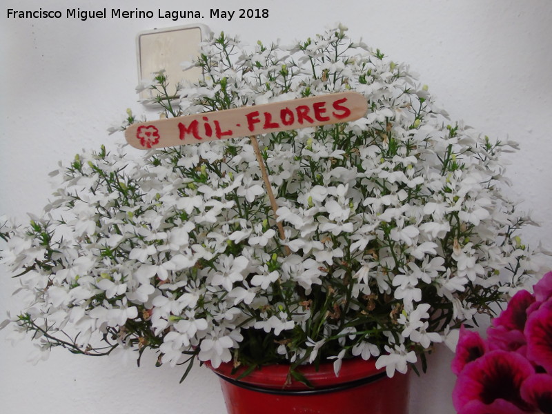 Mil flores - Mil flores. Patio de C�rdoba