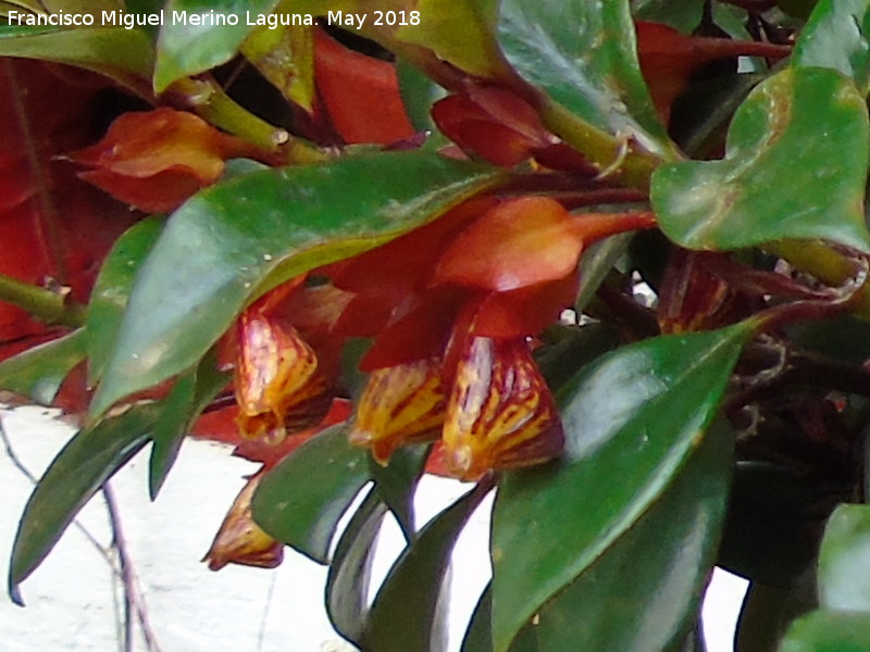 Planta del Pez Dorado - Planta del Pez Dorado. Patio de C�rdoba