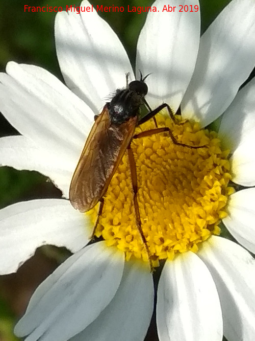 Mosca Empis - Mosca Empis. Laguna del Pizorro - G�nave
