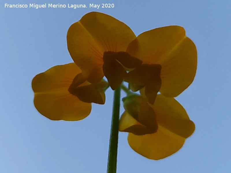 Hierba del escorpi�n - Hierba del escorpi�n. Flores. La Veleta - Los Villares