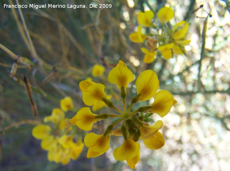 Coronilla de Rey - Coronilla de Rey. Villanueva de las Torres