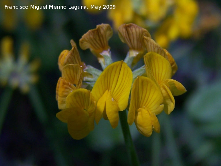 Coronilla de Rey - Coronilla de Rey. Pitillos. Valdepeas