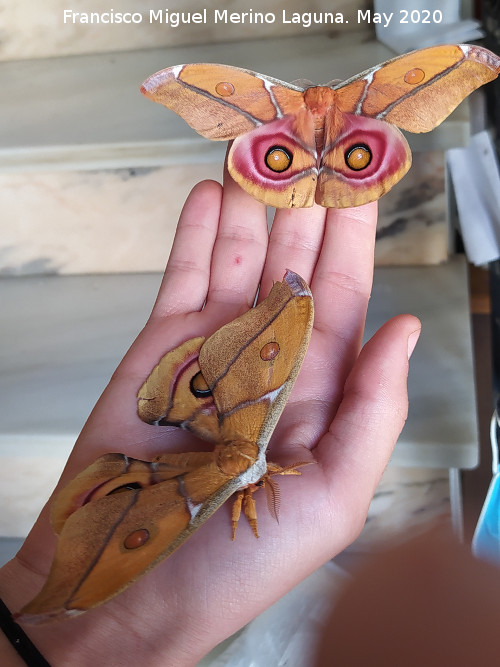 Polilla de seda de Suraka - Polilla de seda de Suraka. Navas de San Juan
