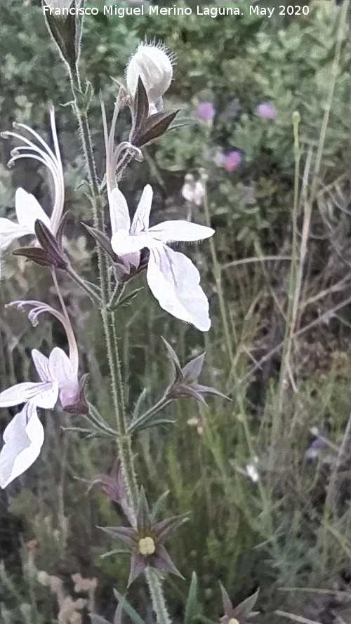 Falso pinillo - Falso pinillo. Flores. La Veleta - Los Villares