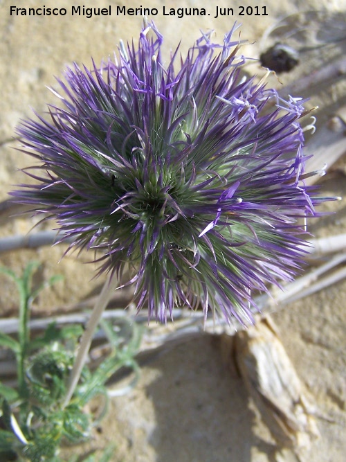 Cardo yesquero - Cardo yesquero. Ro Salado - Porcuna