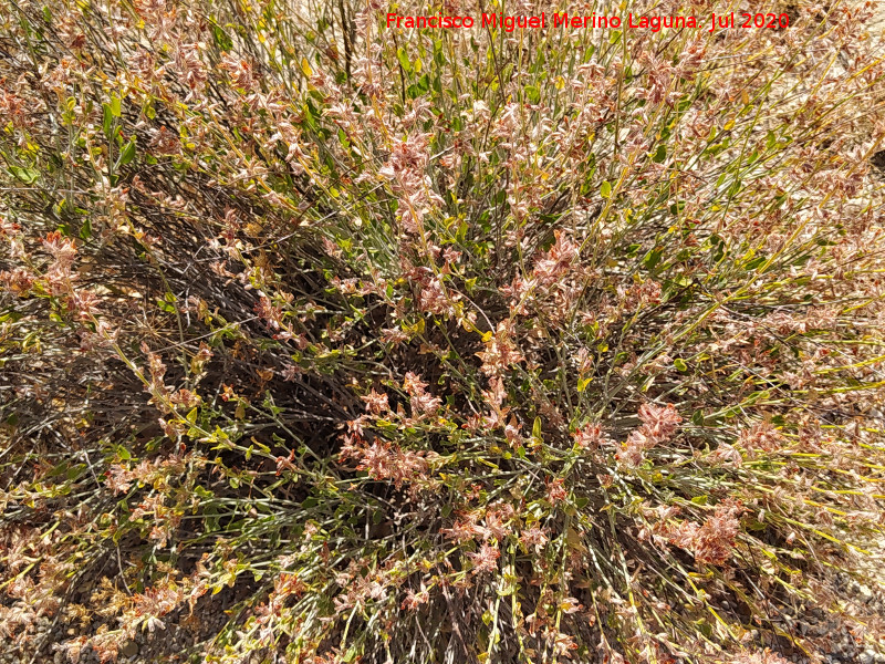 Acedera indurada - Acedera indurada. Cerro de la Mina - Villanueva de las Torres