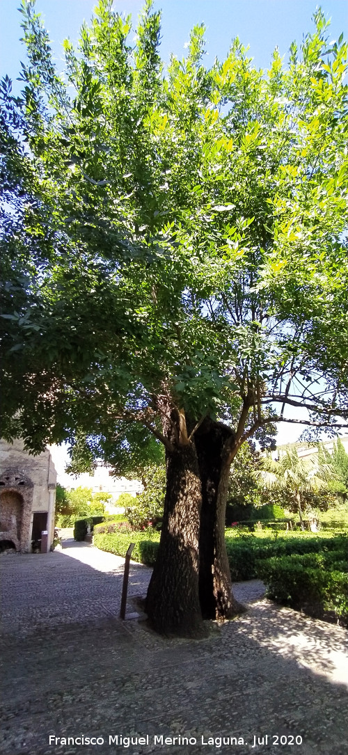 Castillo Palacio de los Ribera - Castillo Palacio de los Ribera. Fresno de Bornos en la entrada al Jard�n Bajo