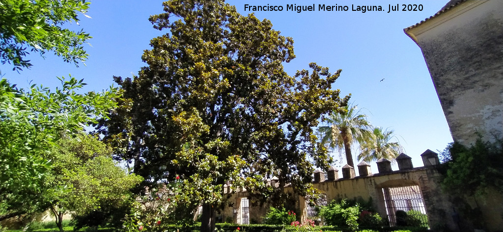 Magnolio de Bornos - Magnolio de Bornos. 