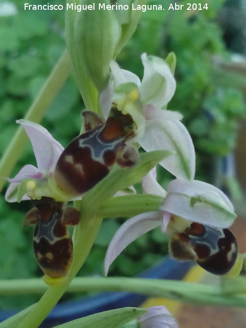 Orqudea araa - Orqudea araa. Navas de San Juan