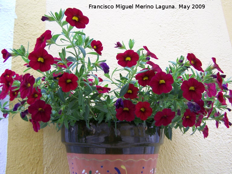 Petunia surfina - Petunia surfina. Los Villares