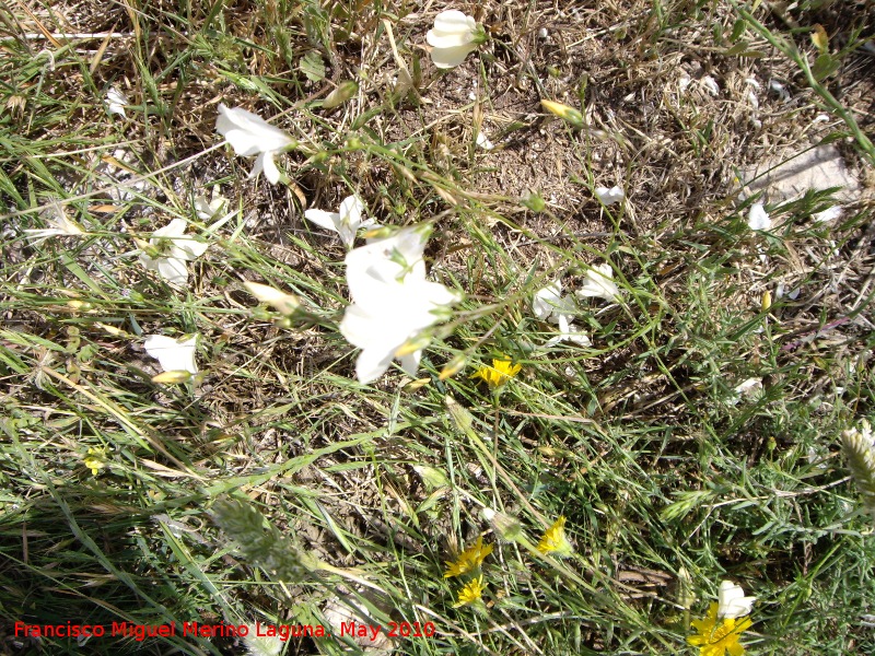 Lino blanco - Lino blanco. Santa Ana - Torredelcampo