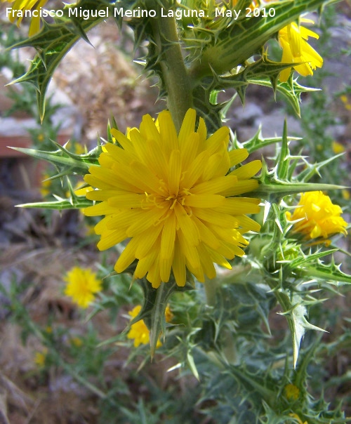 Cardo Mara - Cardo Mara. Berrueco - Torredelcampo