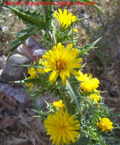 Cardo Mara - Cardo Mara. Berrueco - Torredelcampo