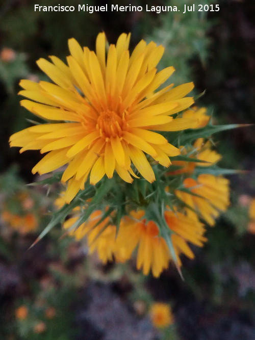 Cardo Mara - Cardo Mara. Flor. Los Villares