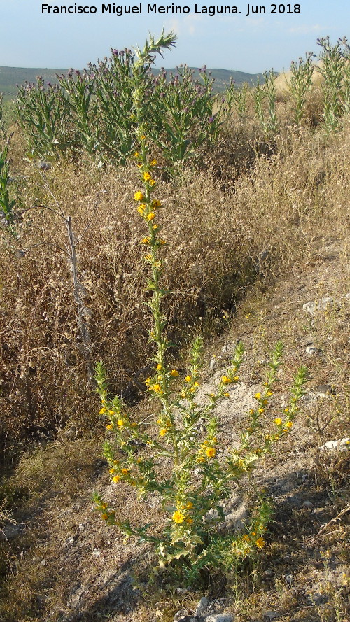 Cardo Mara - Cardo Mara. Torre de Alczar - Torredonjimeno