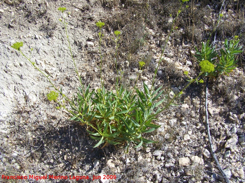 Adelfilla de Gibraltar - Adelfilla de Gibraltar. Los Caones Jan