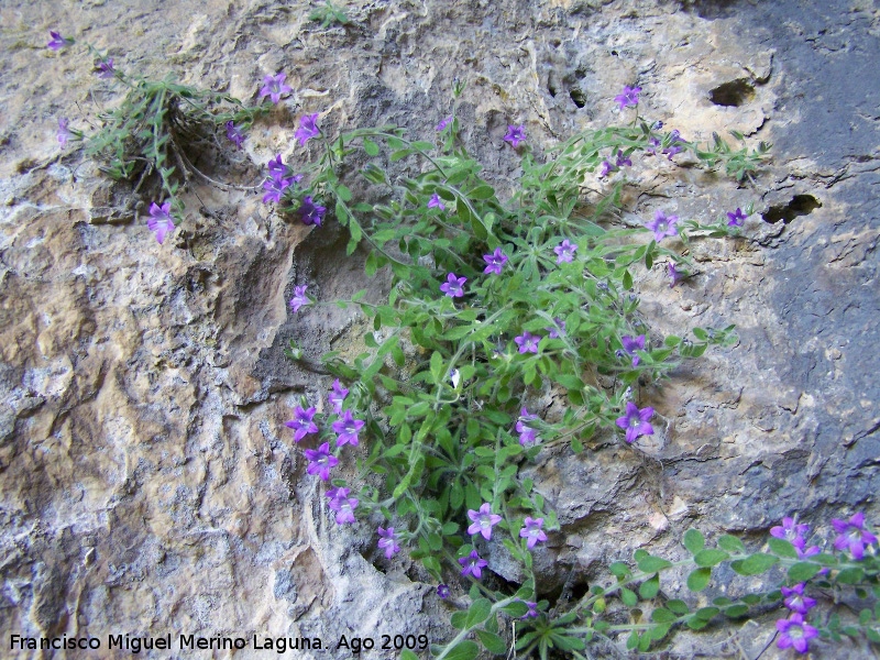 Campanula de roca - Campanula de roca. Cueva del Agua. Pollotello (Santiago Pontones)