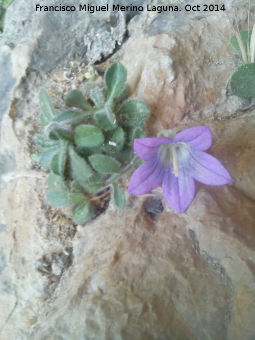 Campanula de roca - Campanula de roca. Piedra Granadina - Noalejo