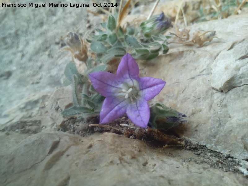 Campanula de roca - Campanula de roca. Piedra Granadina - Noalejo