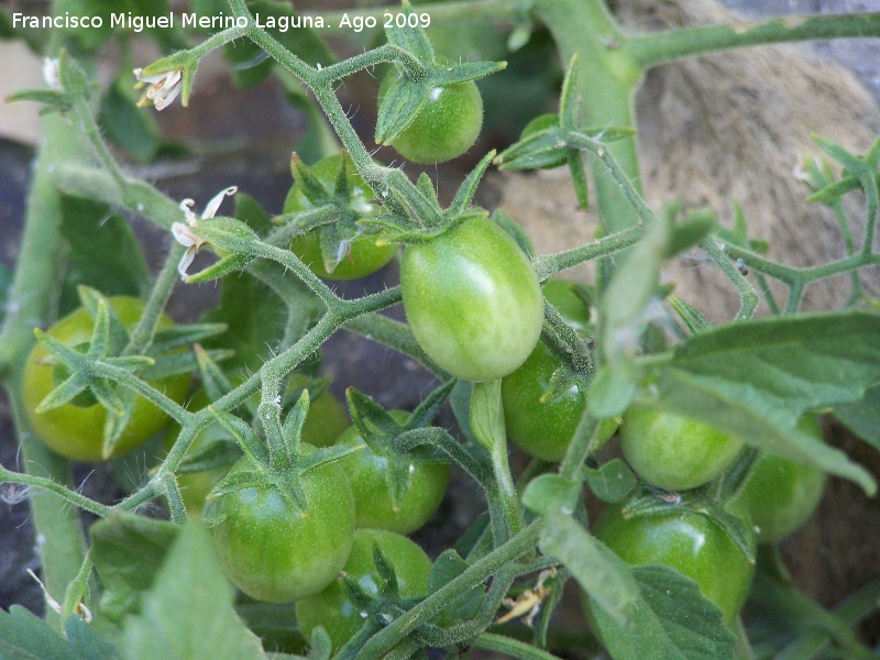 Tomatera - Tomatera. Los Caones (Jan)