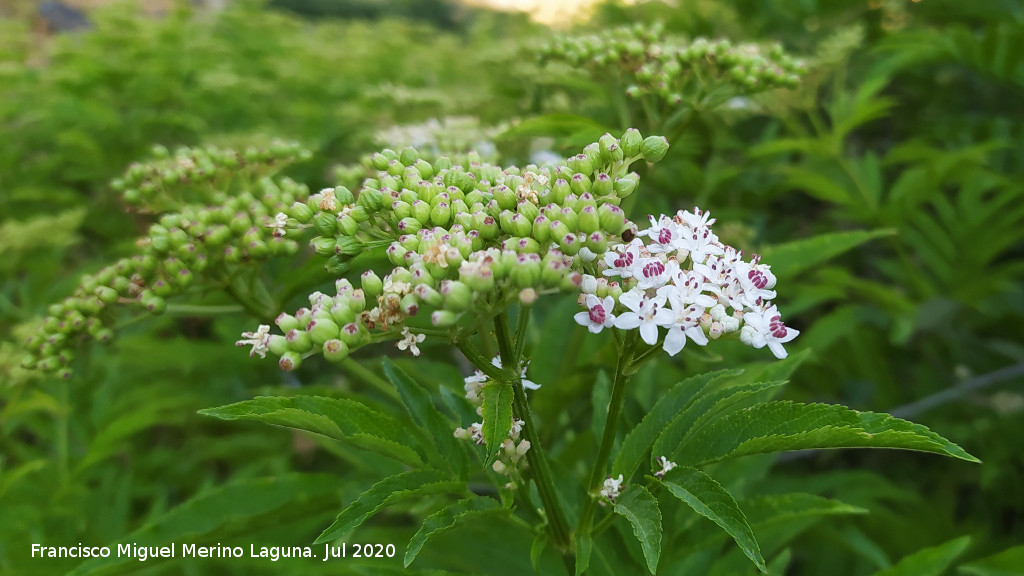 Yezgo - Yezgo. Flor. Ca�ada de la Magdalena - La Iruela