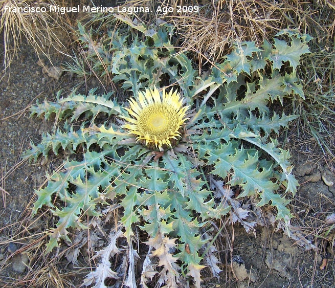 Carlina - Carlina. Caada del Saucar (Santiago Pontones)