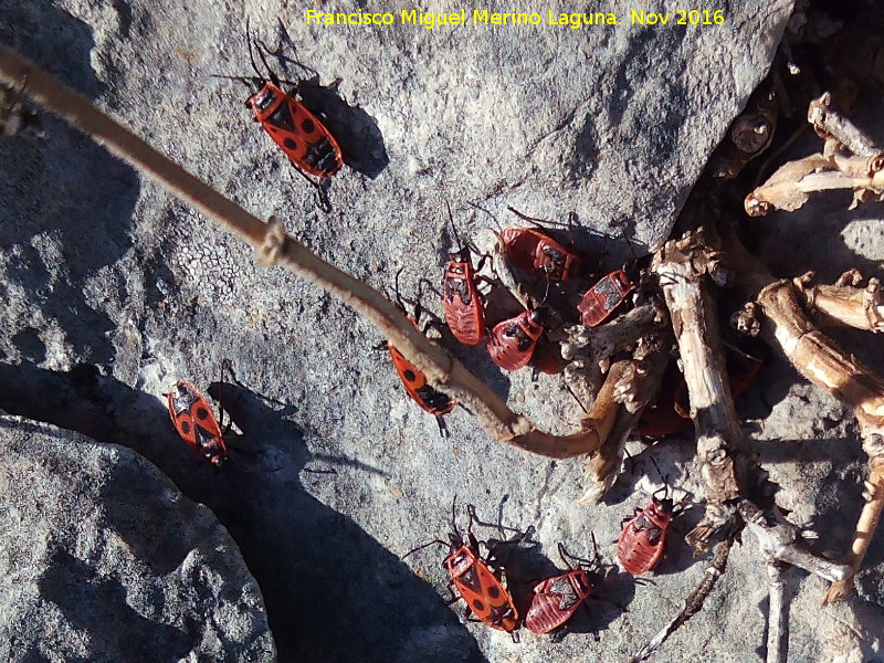 Chinche roja - Chinche roja. Adultas y larvas. Cerro Cao Quebrado - Jan