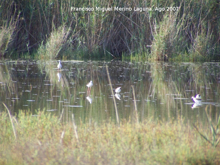 Pjaro Cigeuela - Pjaro Cigeuela. Santa Pola