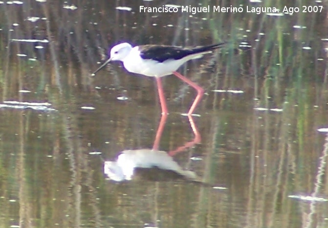 Pjaro Cigeuela - Pjaro Cigeuela. Santa Pola