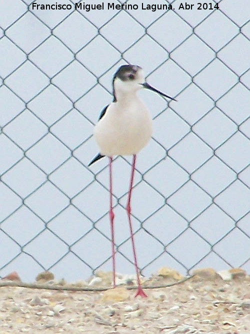 Pjaro Cigeuela - Pjaro Cigeuela. Torre Bermeja - Jan